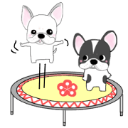 French bulldog wanko Ume 2