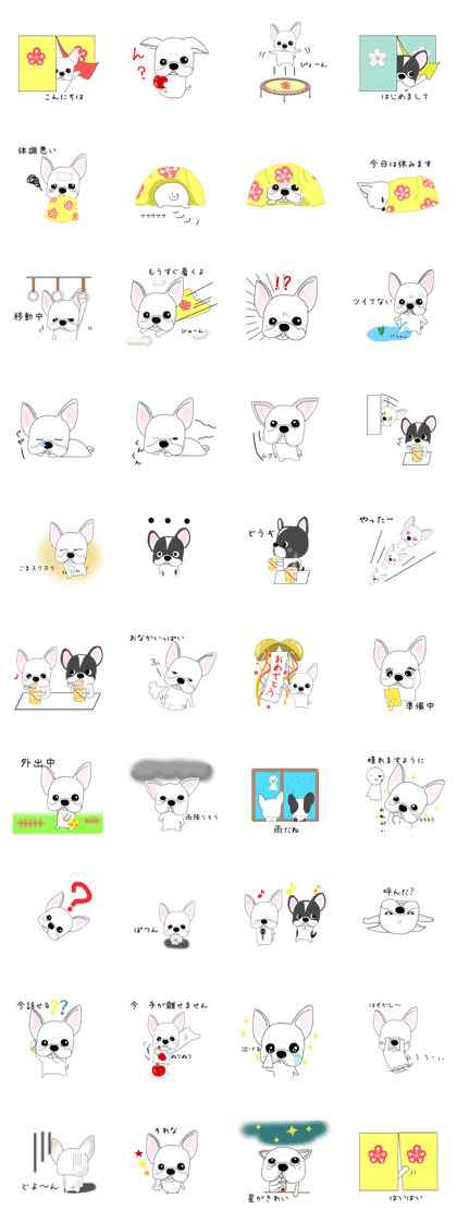 French bulldog wanko Ume 2