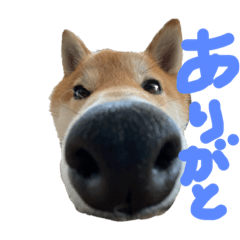 Shibainu-forever