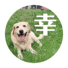 My lovely pretty sweet dog "peace"