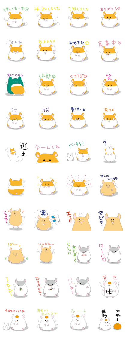 pocha hamu