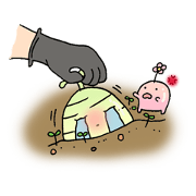 Som sai and Chom poo