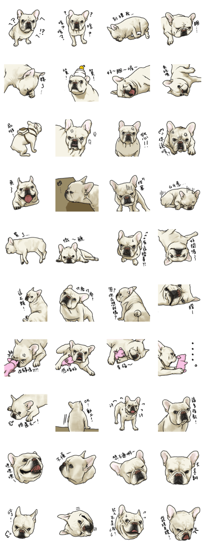 French Bulldog "BULLO" for Taiwan 2