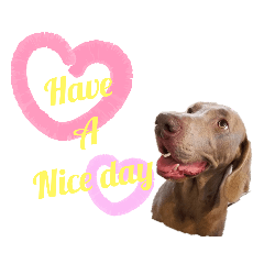 weimaraner sticker