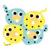Tadpole 40  (korean ver.)