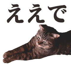  Cat talking the Kansai dialect