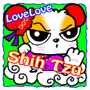 Friend of Shih Tzu3