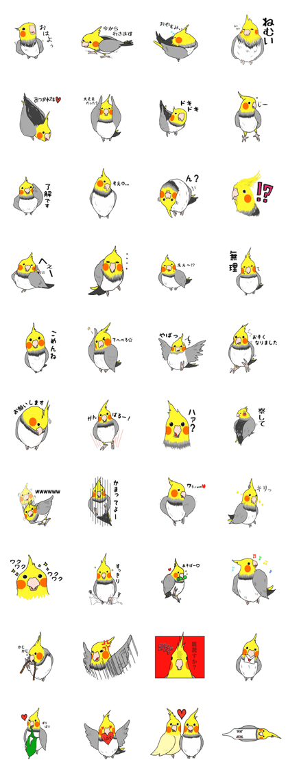 Pretty Mr,cockatiel