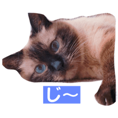 ねこのみみちゃん Lineクリエイターズスタンプ Stamplist