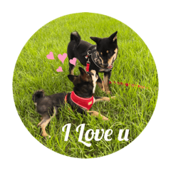 尼歐寶貝戰鬥暴龍獸