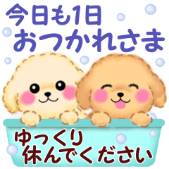 pretty toy poodles 2