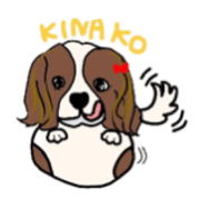 Cavalier King Charles Spaniel "Kinako"