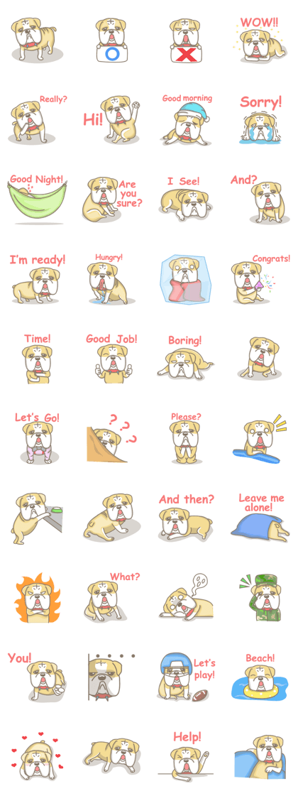Ace the English Bulldog