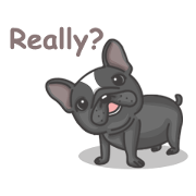 Raven the French Bulldog