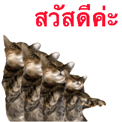 A cat name Kuanloung Ver. polite