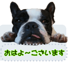 Cute French bulldog KOUME "message"