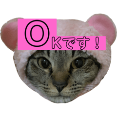 cutecatYUZUinJAPAN2020