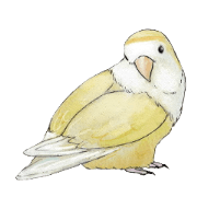 Pippi of the lovebird.
