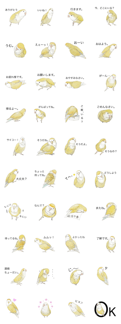 Pippi of the lovebird.