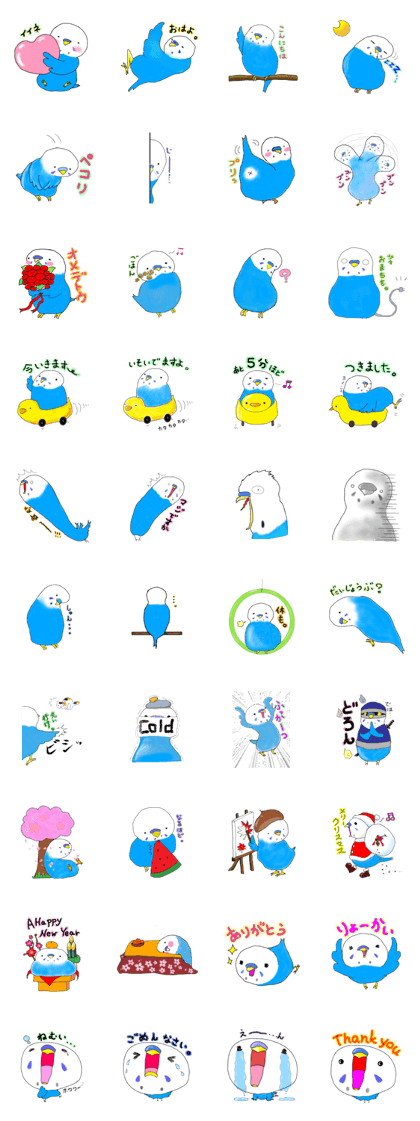 Blue budgerigar.pretty parakeet