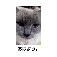 asuka_20200608183525