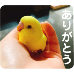 Budgerigar Hina