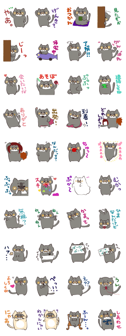 Routine cat!