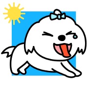 Always with Maltese