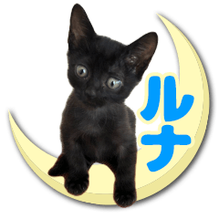 black cat Luna meooow Vol.1