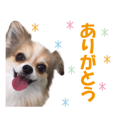 ワンちゃんオリジナルスタンプ Line スタンプ Line Store ワンちゃんオリジナルスタンプ Line スタンプ Line Store