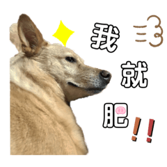 Quxi mix dog-Taiwanese dog