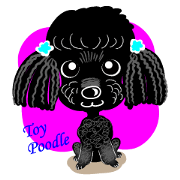 Toy Poodle named Chiroru Toy Poodle named Chiroru