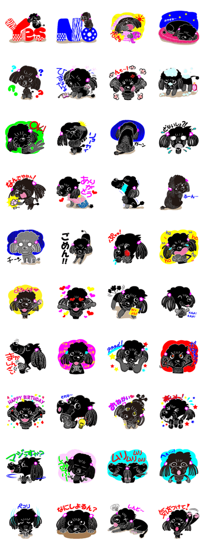 Toy Poodle named Chiroru Toy Poodle named Chiroru