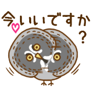 A lot of great grey owl