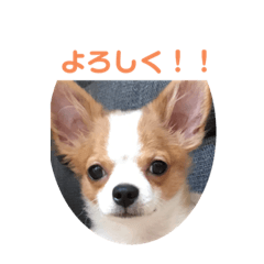 Chihuahua  reo