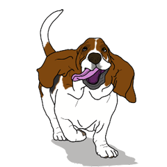 Basset hound 3