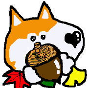 Shiba inu MOMO chan the third as well 11