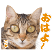 Greeting at Nyanko12
