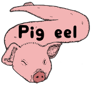 Pig eel.