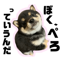 Cherry_20200610084834