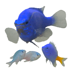 ルリスズメダイ コバルト デバ シリキ Line スタンプ Line Store ルリスズメダイ コバルト デバ シリキ Line スタンプ Line Store