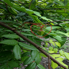 Carambola flowering