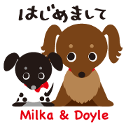 Dachshund Milka & Doyle ~communication Dachshund Milka & Doyle ~communication