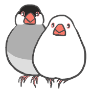 Polite Java sparrow Polite Java sparrow