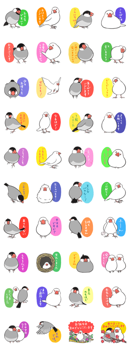 Polite Java sparrow Polite Java sparrow