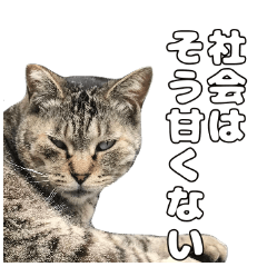 Japanese stray cat sticker  Cute