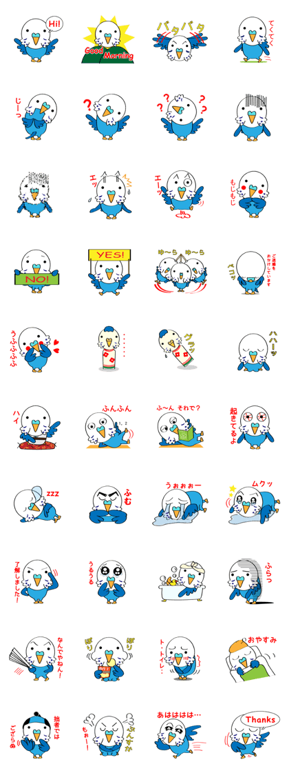 Budgie POKO Budgie POKO