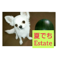 chiwawa real_20200610113659