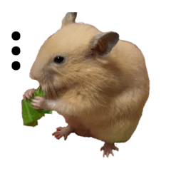 moko_202006100242580325