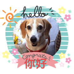 beaglebutter